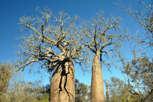 dry forests ravina